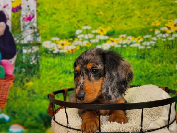 Dachshund Dog Female Black and Silver Dapple 12812 Petland Henderson, Nevada