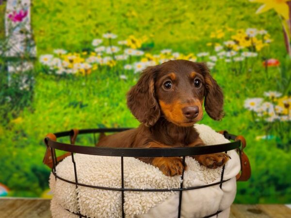 Dachshund Dog Female Chocolate / Tan 12806 Petland Henderson, Nevada