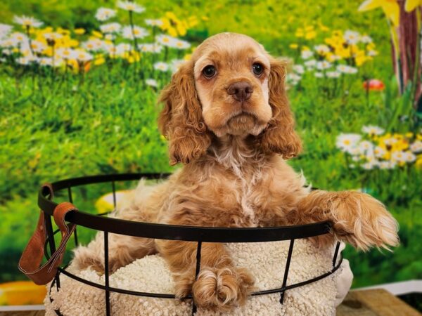 [#12805] Buff Male Cocker Spaniel Puppies For Sale