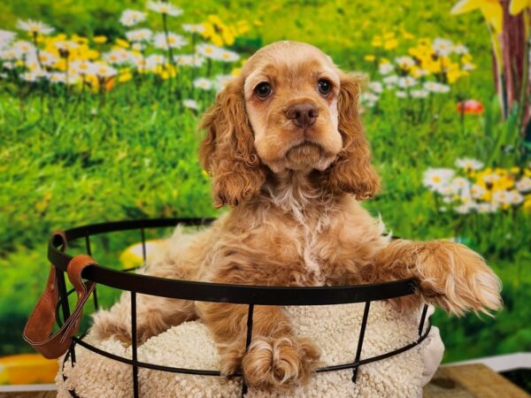 Cocker Spaniel-Dog-Male-Buff-12805-Petland Henderson, Nevada