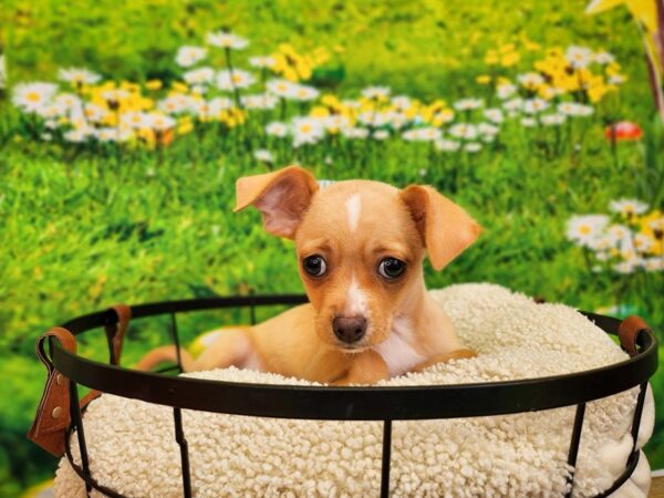 Chihuahua Dog Male Fawn 12804 Petland Henderson, Nevada