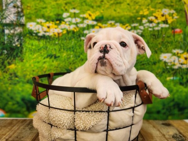 [#12811] Chocolate Female English Bulldog Puppies For Sale