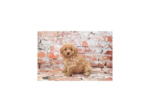 Mini Goldendoodle 2nd Gen Dog Female Apricot 12824 Petland Henderson, Nevada