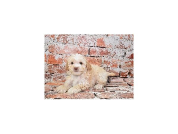 [#12825] Cream Female Lhasa Poo Puppies For Sale