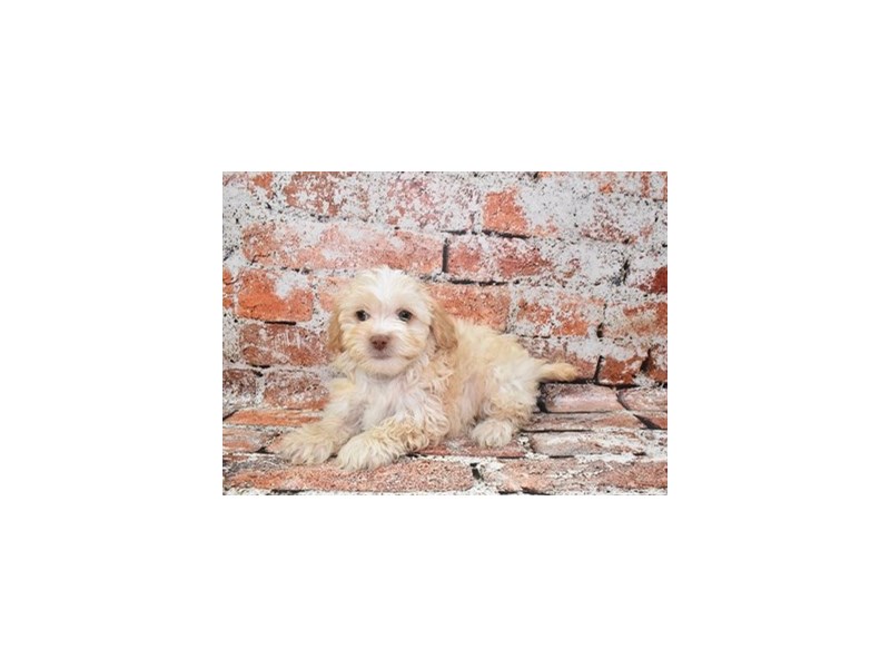 Lhasa Poo - 12825 Image #1