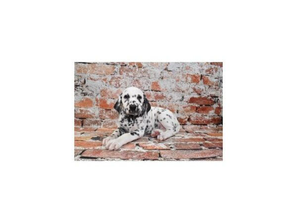 [#12822] White and Black Male Dalmatian Puppies For Sale
