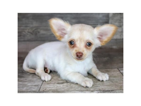 Chihuahua Dog Female Cream 12816 Petland Henderson, Nevada