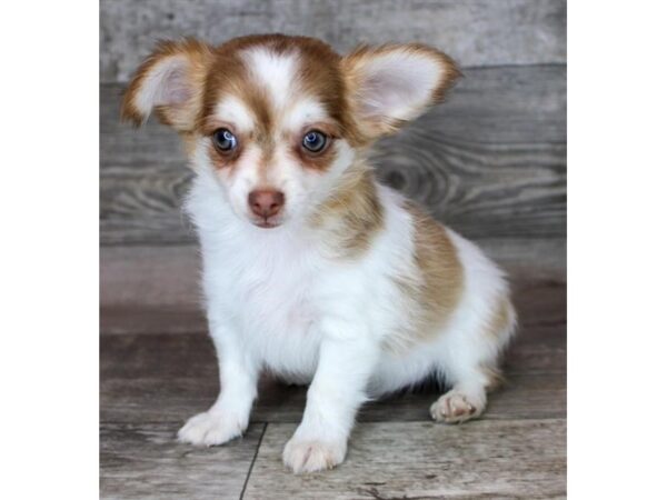[#12817] Chocolate Sabled Fawn Male Chihuahua Puppies For Sale