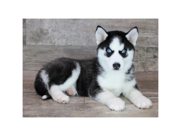 Siberian Husky Dog Female Black / White 12820 Petland Henderson, Nevada