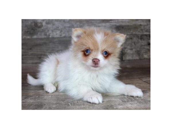 [#12818] Orange Female Pomeranian Puppies For Sale