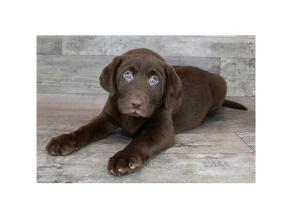 Labrador Retriever Dog Male Chocolate 12821 Petland Henderson, Nevada