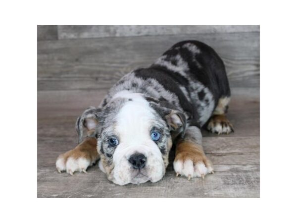 English Bulldog Dog Male Blue Merle 12815 Petland Henderson, Nevada