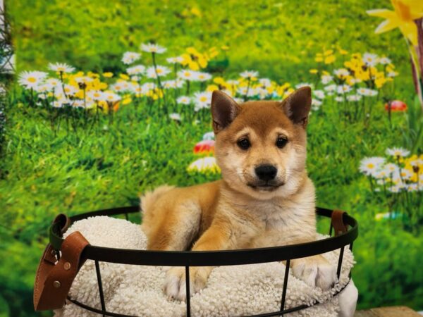 Shiba Inu-Dog-Male-Red Sesame-12819-Petland Henderson, Nevada