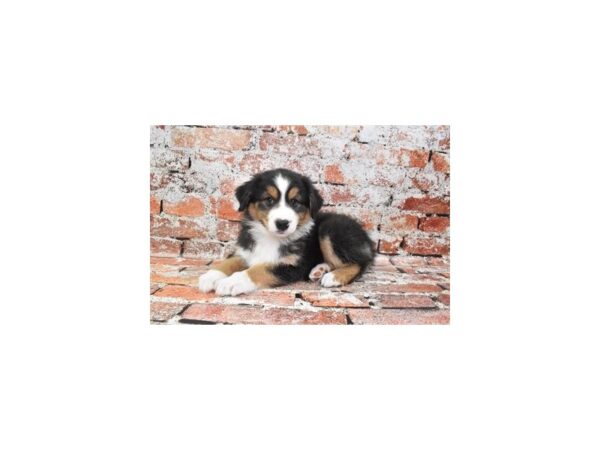 Australian Shepherd-Dog-Female-Black and White-12834-Petland Henderson, Nevada