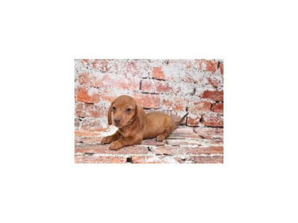 [#12835] Red Female Dachshund Puppies For Sale