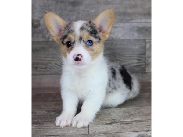 Pembroke Welsh Corgi Dog Female Blue Merle / White 12829 Petland Henderson, Nevada