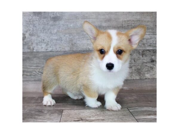 Pembroke Welsh Corgi Dog Male Sable / White 12828 Petland Henderson, Nevada