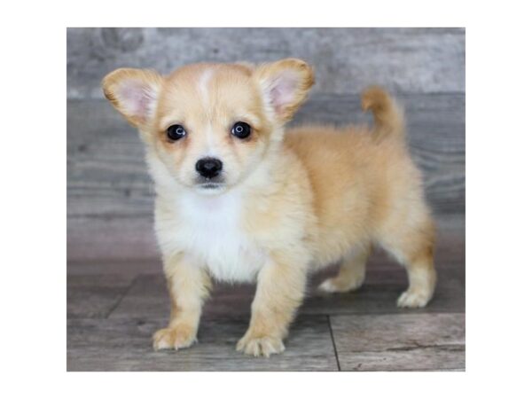 Chihuahua-Dog-Female-Fawn-12833-Petland Henderson, Nevada