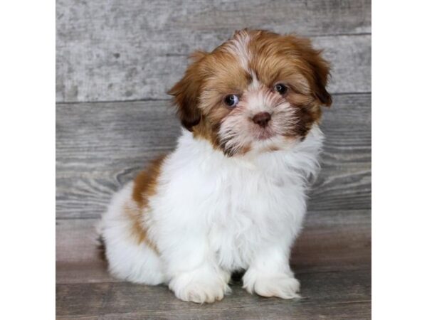 [#12830] Red / White Female Shih Tzu Puppies For Sale