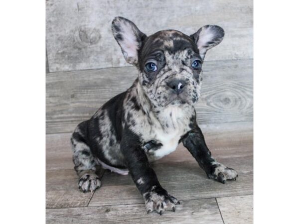 [#12826] Blue Merle Male French Bulldog Puppies For Sale