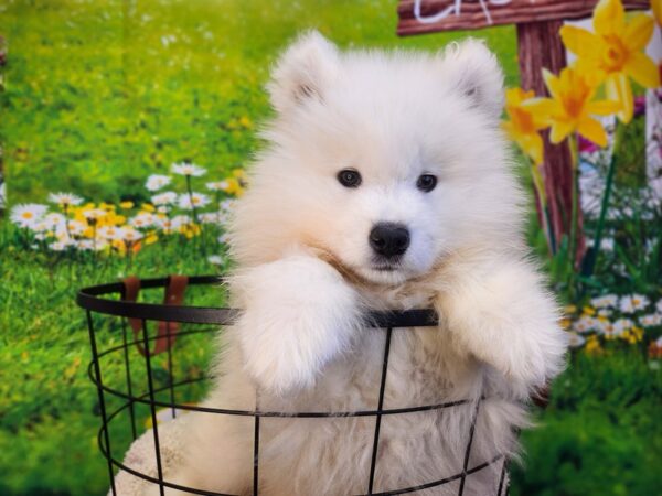 [#12836] White Male Samoyed Puppies For Sale