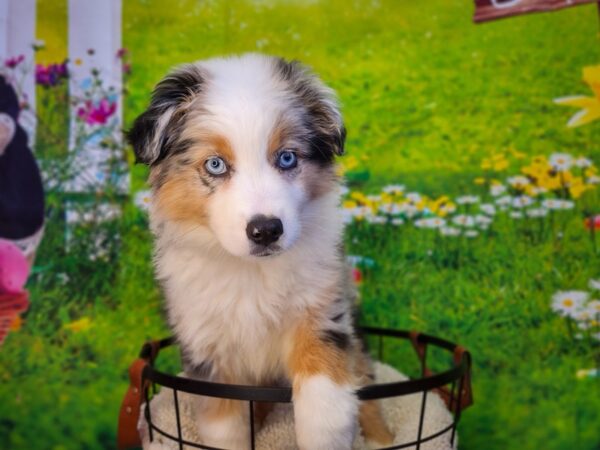 Miniature Australian Shepherd-Dog-Male-Blue Merle-12831-Petland Henderson, Nevada