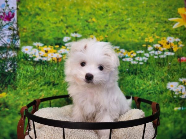 [#12827] White Male Maltese Puppies For Sale