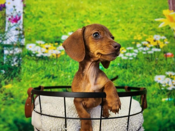 Dachshund Dog Female Red 12835 Petland Henderson, Nevada