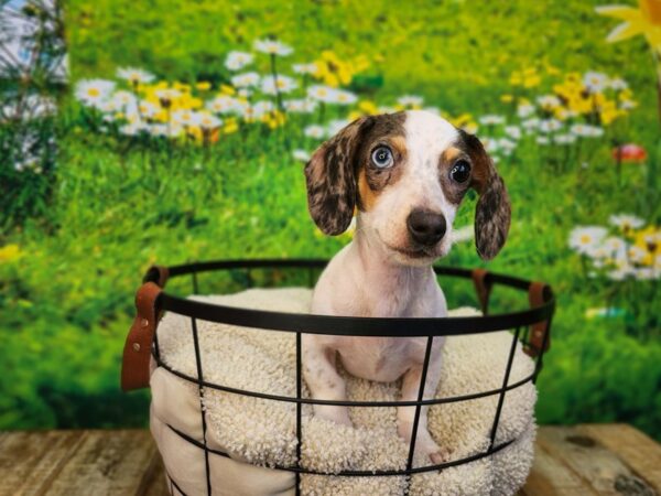 [#12783] Black / Tan Female Dachshund Puppies For Sale