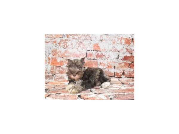 [#12839] Liver and Pepper Female Miniature Schnauzer Puppies For Sale
