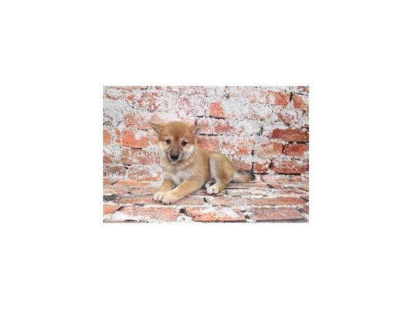 [#12841] Red Female Shiba Inu Puppies For Sale