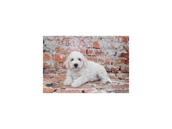 [#12837] White Male Bichon Frise Puppies For Sale