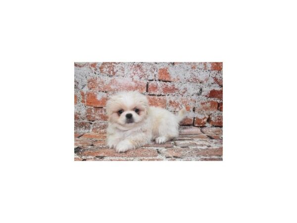 [#12840] Biscuit Male Pekingese Puppies For Sale