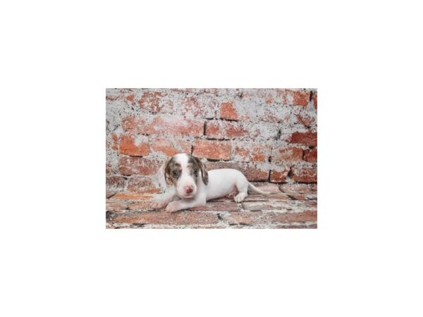 [#12838] Chocolate Dapple Male Dachshund Puppies For Sale