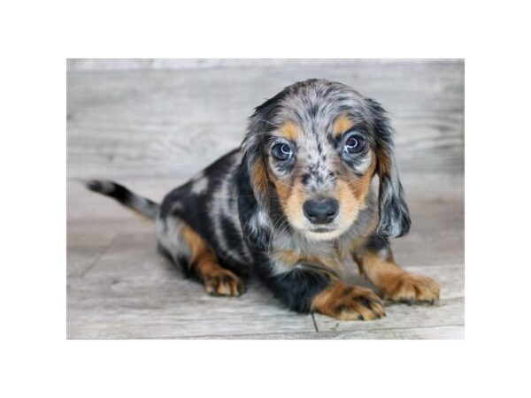 Dachshund Dog Female Black / Tan 12843 Petland Henderson, Nevada