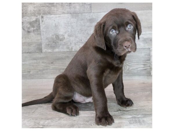 [#12844] Chocolate Male Labrador Retriever Puppies For Sale