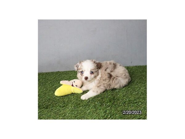 [#12845] Red Merle Female Miniature Australian Shepherd Puppies For Sale