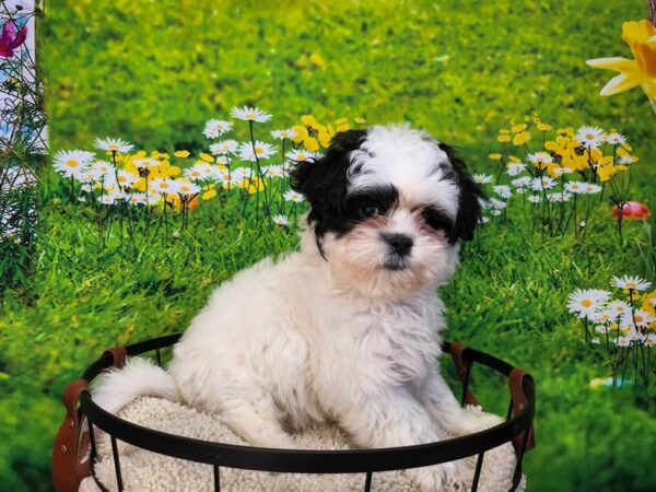 Teddy Bear Dog Male Black / White 12832 Petland Henderson, Nevada