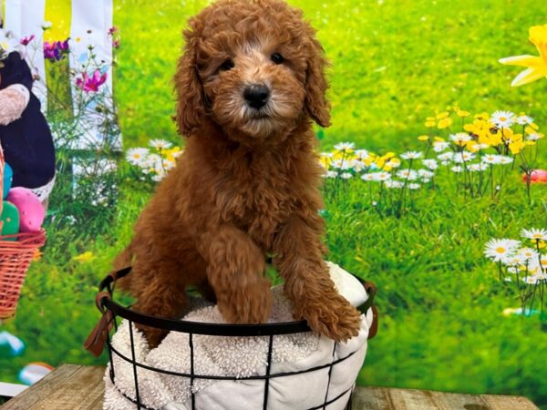 Goldendoodle Mini Dog Female Red 12847 Petland Henderson, Nevada