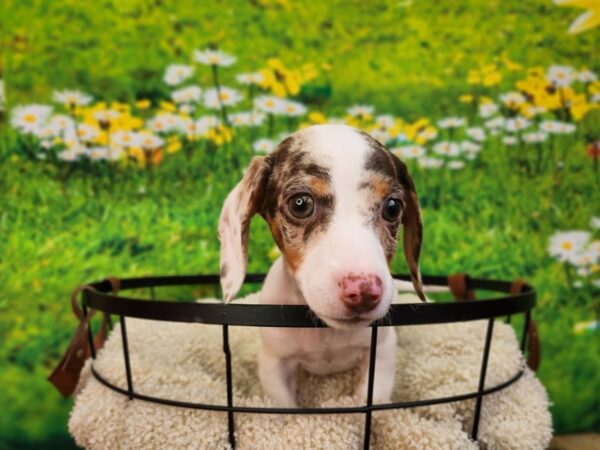 Dachshund Dog Male Chocolate Dapple 12838 Petland Henderson, Nevada