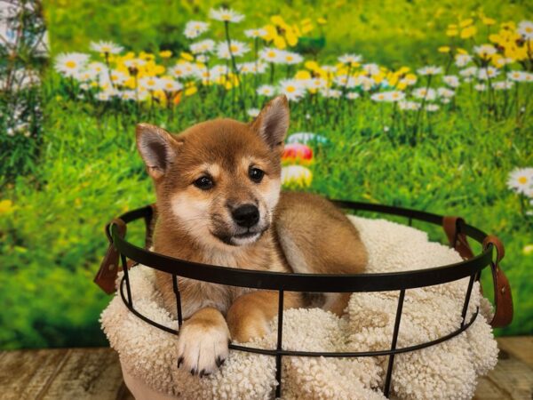 Shiba Inu-Dog-Female-Red-12841-Petland Henderson, Nevada