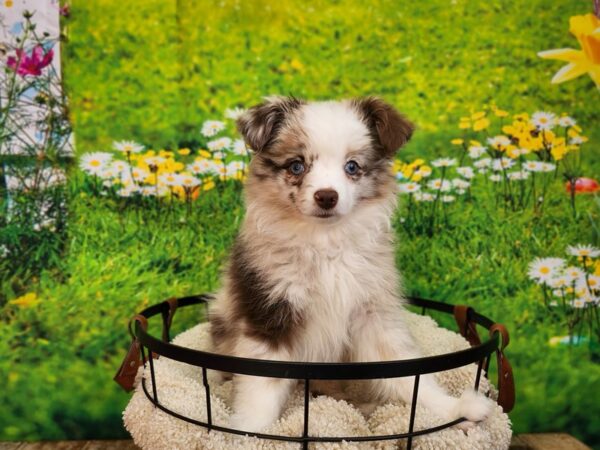 Miniature Australian Shepherd Dog Female Red Merle 12845 Petland Henderson, Nevada