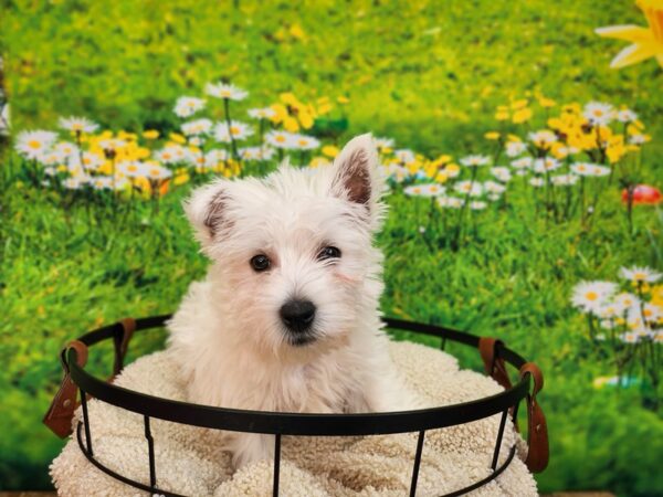 West Highland White Terrier-Dog-Female-White-12842-Petland Henderson, Nevada