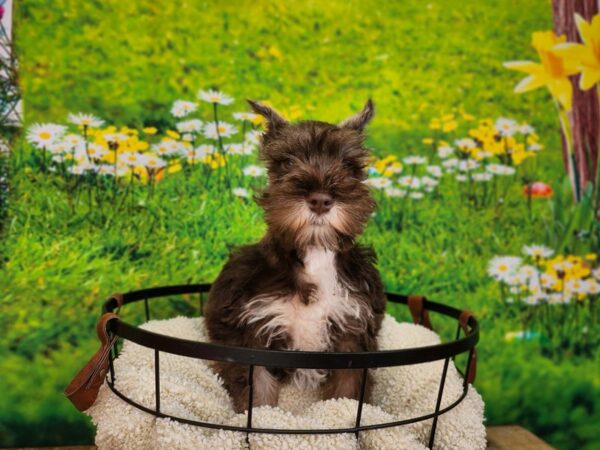 Miniature Schnauzer Dog Female Liver and Pepper 12839 Petland Henderson, Nevada