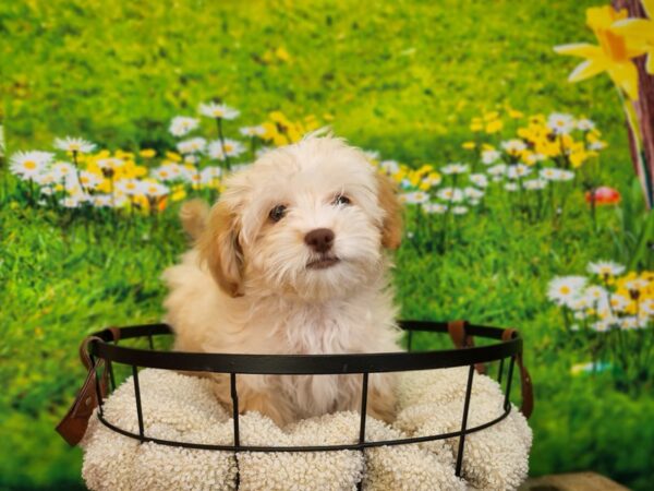 Lhasa Poo Dog Female Cream 12825 Petland Henderson, Nevada