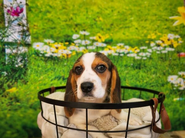 Beagle-Dog-Female-Black Tan and White-12854-Petland Henderson, Nevada