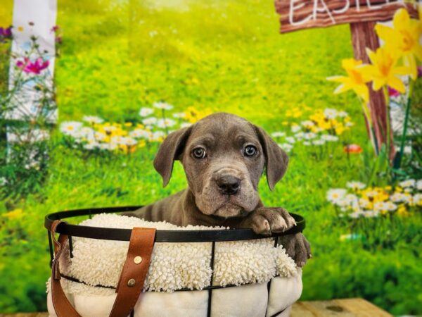 Cane Corso Dog Female Grey 12852 Petland Henderson, Nevada