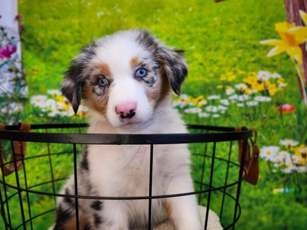 Australian Shepherd Dog Female Blue Merle 12856 Petland Henderson, Nevada