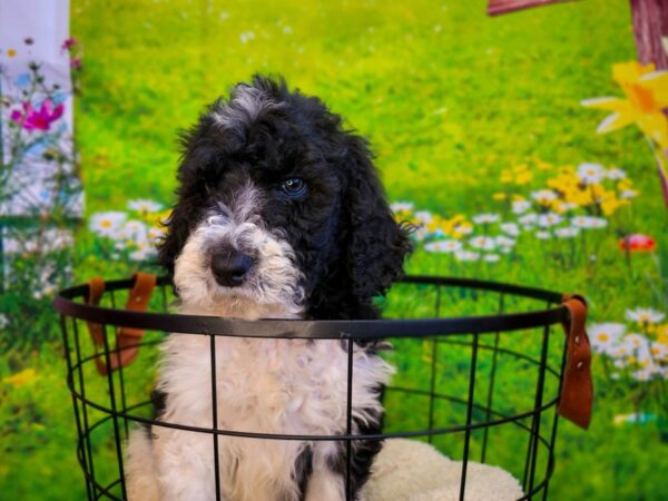 Miniature Bernedoodle 2nd Gen Dog Male Black 12855 Petland Henderson, Nevada