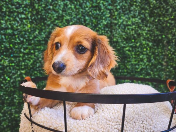 Dachshund-Dog-Female-Red-12862-Petland Henderson, Nevada